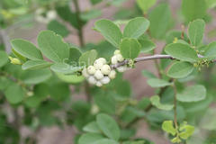 Securinega leucopyrus